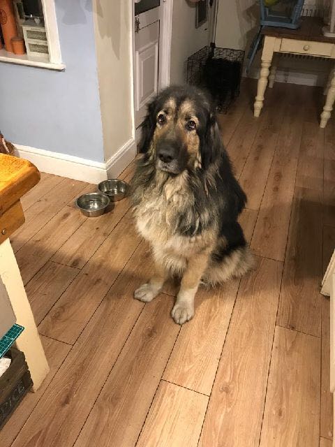 Thor - Derbyshire